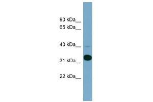 METAP1 antibody used at 1 ug/ml to detect target protein.
