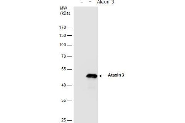 Ataxin 3 anticorps