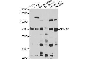 Western blot analysis of extracts of various cell lines, using MCMBP antibody (ABIN6294046) at 1:1000 dilution. (MCMBP Antikörper)