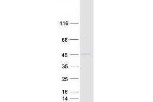 Validation with Western Blot (APOBEC3F Protein (Transcript Variant 1) (Myc-DYKDDDDK Tag))