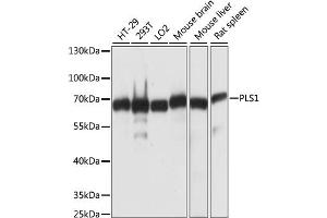 Western blot analysis of extracts of various cell lines, using PLS1 antibody (ABIN6291675) at 1:1000 dilution. (PLS1 Antikörper)