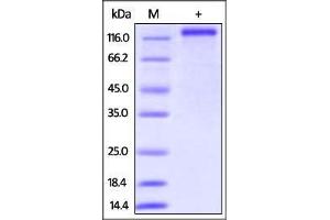Human CD163, His Tag on SDS-PAGE under reducing (R) condition. (CD163 Protein (CD163) (AA 42-1045) (His tag))