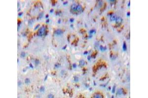 Used in DAB staining on fromalin fixed paraffin-embedded Liver tissue (MAPKSP1 Antikörper  (AA 1-124))