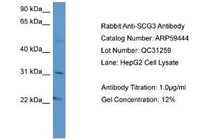 WB Suggested Anti-SCG3  Antibody Titration: 0. (SCG3 Antikörper  (C-Term))