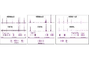 Menin antibody (pAb) tested by ChIP-Seq.