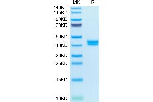 GIP Protein (AA 22-85) (Fc Tag)