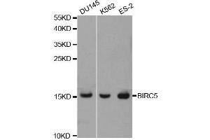 Western blot analysis of extracts of various cell lines, using BIRC5 antibody. (Survivin Antikörper  (AA 1-142))