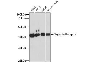 Western blot analysis of extracts of various cell lines, using Oxytocin Receptor Rabbit mAb (ABIN7269140) at 1:1000 dilution. (Oxytocin Receptor Antikörper)