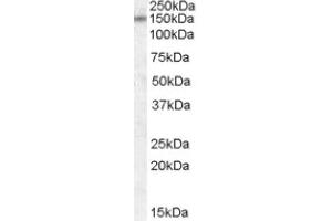 Image no. 1 for anti-Discs, Large Homolog 1 (DLG1) (Internal Region) antibody (ABIN374959) (DLG1 Antikörper  (Internal Region))