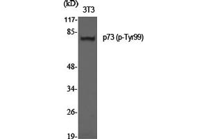 Western Blotting (WB) image for anti-Tumor Protein P73 (TP73) (pTyr99) antibody (ABIN5962703) (Tumor Protein p73 Antikörper  (pTyr99))