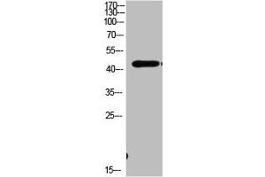 Western Blot analysis of MOUSE-BRIAN cells using Antibody diluted at 1000. (MEK1 Antikörper  (AA 330-410))