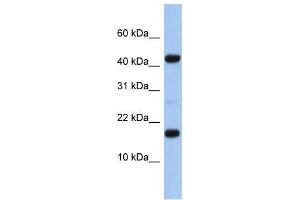 Western Blotting (WB) image for anti-Hypothetical Protein FLJ37543 (FLJ37543) antibody (ABIN2459948) (FLJ37543 Antikörper)