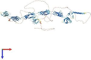 KIAA0319L Protein (KIAA0319L) (AA 1-1048) (His tag)