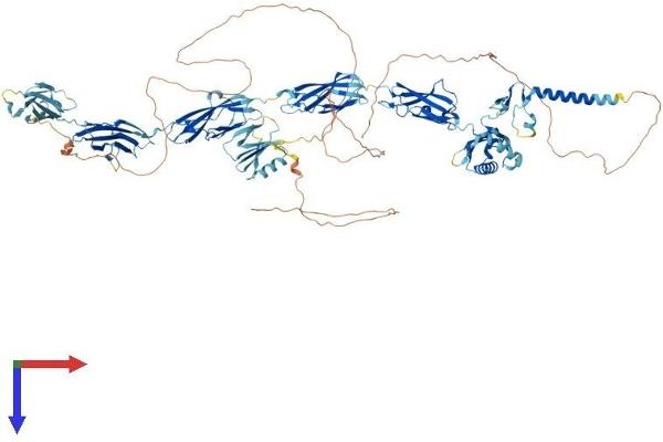 KIAA0319L Protein (KIAA0319L) (AA 1-1048) (His tag)