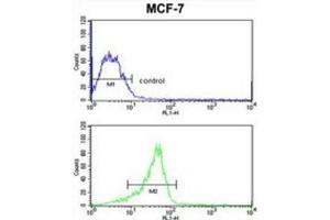 Flow Cytometry (FACS) image for anti-RAS-Like, Family 11, Member B (RASL11B) antibody (ABIN3003912)