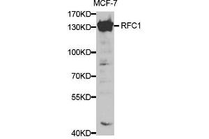 RFC1 antibody  (AA 400-700)