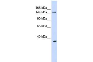 WB Suggested Anti-UBE3B Antibody Titration:  0. (UBE3B Antikörper  (Middle Region))