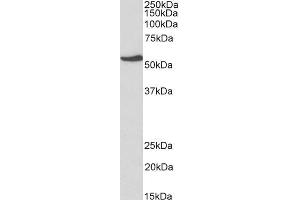 ABIN2851820 (1µg/ml) staining of HepG2 lysate (35µg protein in RIPA buffer). (NR5A2 + LRH1 Antikörper  (AA 328-338))