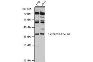 Western blot analysis of extracts of various cell lines, using Cathepsin L/V/K/H antibody (ABIN6127670, ABIN6139235, ABIN6139237 and ABIN6215636) at 1:3000 dilution. (Cathepsin L Antikörper  (AA 114-333))