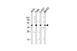 Western blot analysis of lysates from A431, Hela, U-937, BA/F3 cell line (from left to right), using PGK1 Antibody  (ABIN391250 and ABIN2837966). (PGK1 Antikörper  (AA 305-334))