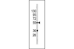 Western blot analysis of PIST Antibody (Center) (ABIN391395 and ABIN2841399) in  cell line lysates (35 μg/lane).