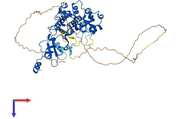 CDK19 Protein (AA 1-501) (His tag)