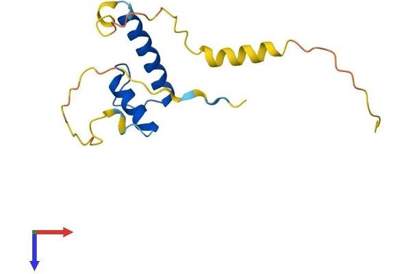 Id2 Protein (AA 1-134) (His tag)