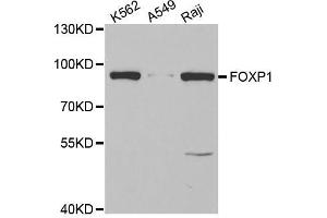 Western blot analysis of extracts of various cell lines, using FOXP1 antibody (ABIN5973033) at 1/1000 dilution. (FOXP1 Antikörper)