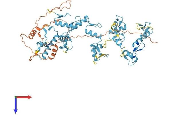 ZNF317 Protein (AA 1-595) (His tag)