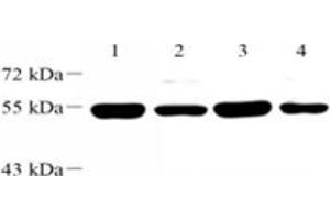 Western blot analysis of WDR37 (ABIN7076217) at dilution of 1: 2000,Lane 1: Mouse brain tissue lysate,Lane 2: Mouse testis tissue lysate,Lane 3: Rat brain tissue lysate,Lane 4: Rat testis tissue lysate (WDR37 Antikörper)