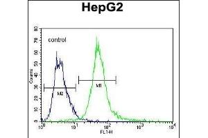 SPDYE1 Antibody (C-term) (ABIN655243 and ABIN2844846) flow cytometric analysis of HepG2 cells (right histogram) compared to a negative control cell (left histogram). (SPDYE1 Antikörper  (C-Term))