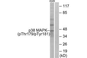 Western blot analysis of extracts from A549 cells, treated with etoposide (25uM, 24hours), using p38 MAPK (Phospho-Thr179+Tyr181) antibody. (MAPK14 Antikörper  (pThr180, pTyr182))