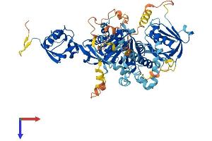 FERMT2 Protein (AA 1-680) (His tag)