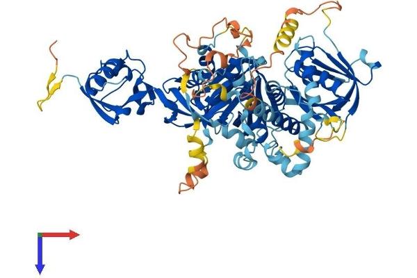 FERMT2 Protein (AA 1-680) (His tag)