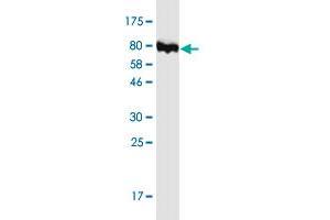 Western Blot detection against Immunogen (88.