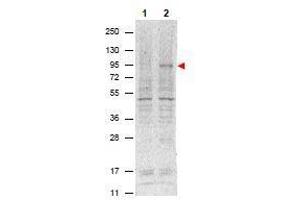 Western Blotting (WB) image for anti-Signal Transducer and Activator of Transcription 5A (STAT5A) (Tyr694) antibody (ABIN400812) (STAT5A Antikörper  (Tyr694))
