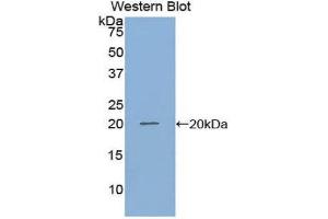 Western Blotting (WB) image for anti-Growth Differentiation Factor 10 (GDF10) (AA 339-477) antibody (ABIN1858983) (GDF10 Antikörper  (AA 339-477))