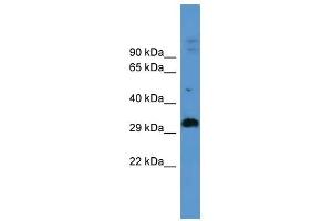 ADORA2B antibody used at 0. (Adenosine A2b Receptor Antikörper  (C-Term))