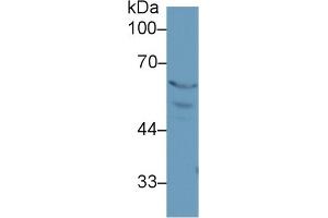 Western Blot; Sample: Rat Placenta lysate; Primary Ab: 1µg/ml Rabbit Anti-Rat PPARg Antibody Second Ab: 0. (PPARG Antikörper  (AA 311-493))