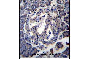 MBOAT4 Antibody (Center) (ABIN656250 and ABIN2845565) immunohistochemistry analysis in formalin fixed and paraffin embedded human pancreas tissue followed by peroxidase conjugation of the secondary antibody and DAB staining. (MBOAT4 Antikörper  (AA 258-287))