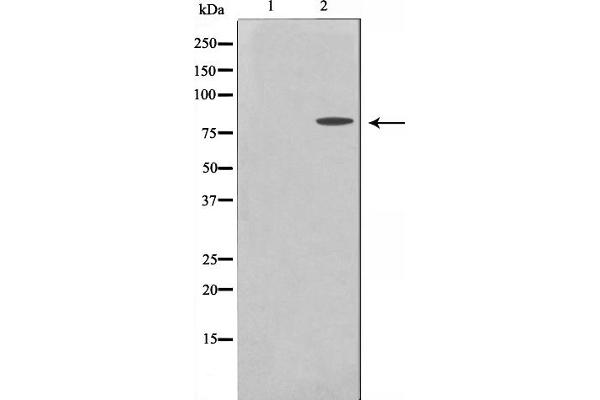 MMP15 antibody  (C-Term)