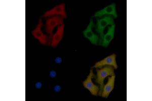 Profilin 1 Mouse Monoclonal Antibody staining Hela cells by IF/ICC.