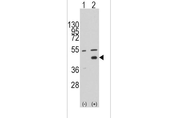 WIF1 Antikörper  (N-Term)