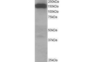 Western Blotting (WB) image for Dynactin 1 (DCTN1) peptide (ABIN369622) (Dynactin 1 (DCTN1) Peptid)