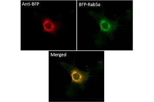 Immunofluorescence (IF) image for anti-BFP Fluorescent Protein antibody (ABIN7273077) (BFP Fluorescent Protein Antikörper)