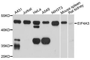 Western blot analysis of extracts of various cell lines, using EIF4A3 antibody. (EIF4A3 Antikörper  (AA 1-210))