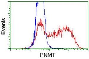 HEK293T cells transfected with either RC206586 overexpress plasmid (Red) or empty vector control plasmid (Blue) were immunostained by anti-PNMT antibody (ABIN2454519), and then analyzed by flow cytometry. (PNMT Antikörper)