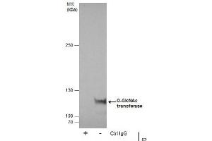 Immunoprecipitation (IP) image for anti-O-Linked N-Acetylglucosamine (GlcNAc) Transferase (UDP-N-Acetylglucosamine:polypeptide-N-Acetylglucosaminyl Transferase) (OGT) antibody (ABIN2856718)