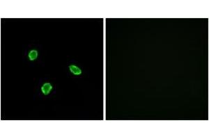 Immunofluorescence (IF) image for anti-Somatostatin Receptor 1 (SSTR1) (AA 9-58) antibody (ABIN2891086) (SSTR1 Antikörper  (AA 9-58))