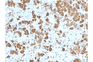 Immunohistochemical staining (Formalin-fixed paraffin-embedded sections) of human pituitary gland with GH1 monoclonal antibody, clone GH/1371 .